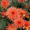 Dahlia  'Orchestra Bass'
