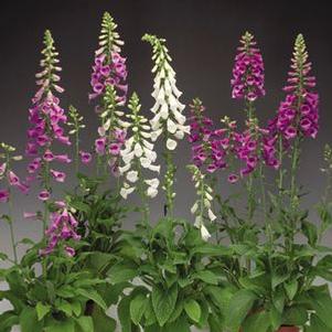 Digitalis purpurea 'Virtuoso'