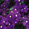 Nemesia  'Safari Plum'