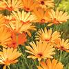 Osteospermum  'Sunny Dark Florence'