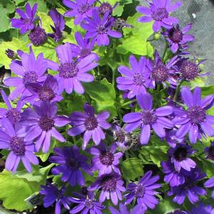 Pericallis (Cineraria)  'Senetti Blue'