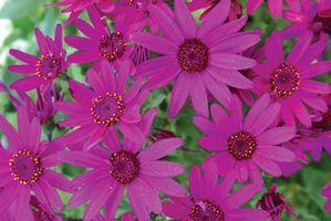 Pericallis (Cineraria)  'Senetti Magenta'