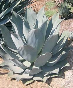 Agave  'Nova'