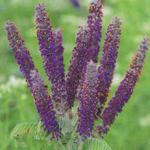 Amorpha canescens