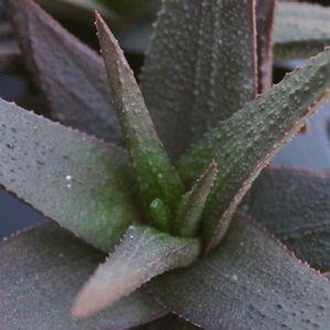 Aloe gastrolea 'Midnight'