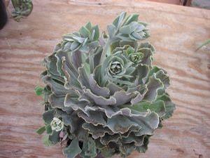 Echeveria  'Rosea'