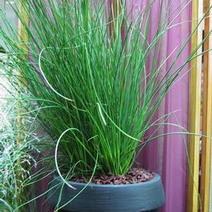 Juncus  'Javelin'