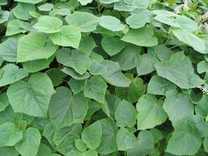 Paulownia tomentosa