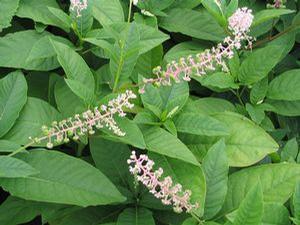 Phytolacca americana