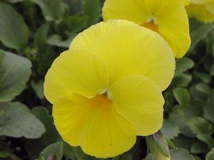Pansy  'Delta Lemon Pure'