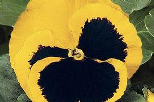 Pansy  'Delta Yellow Blotch'