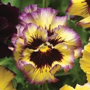 Pansy  'Fizzy Lemonberry'