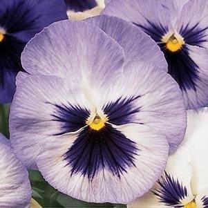 Pansy  'Matrix Blue Frost'