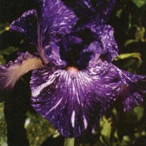 Iris germanica 'Batik'