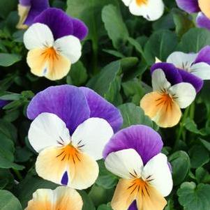 Viola 'Penny Peach Jump-Up' Viola 'Penny Peach Jump-Up'