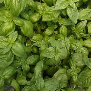 Basil 'Sweet' Basil 'Sweet'