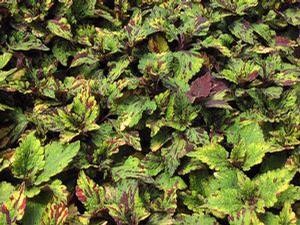 Coleus  'Stormy Weather'