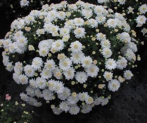 Dendranthema  'Igloo 'Frosty''