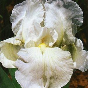 Iris germanica 'Immortality'