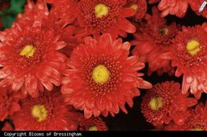 Dendranthema  'Igloo 'Rosy''