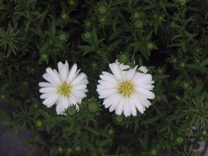 Aster 'Frost'