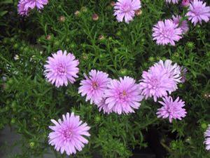 Aster  'Melody'