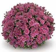 Chrysanthemum Belgian 'Amiko Violet'
