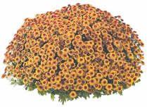 Chrysanthemum Belgian 'Colina'