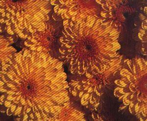 Chrysanthemum Belgian 'Fiotto'