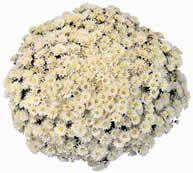 Chrysanthemum Belgian 'Milano White'