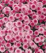 Chrysanthemum Belgian 'Molfetta'
