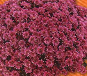 Chrysanthemum Belgian 'Padre'