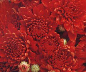 Chrysanthemum Belgian 'Pizarra'