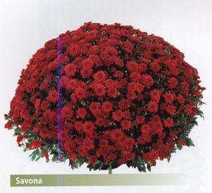 Chrysanthemum Belgian 'Savona'