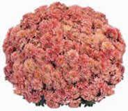 Chrysanthemum Belgian 'Tuscany'