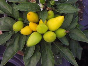 Ornamental Pepper  'Salsa Yellow'