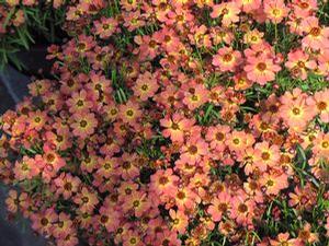 Coreopsis  'Little Penny'