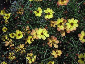 Coreopsis  'Lemon Punch'