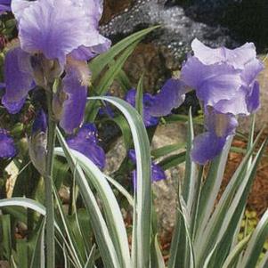 Iris pallida 'Albo-variegata'