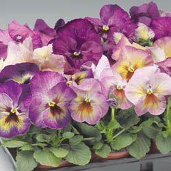 Pansy  'Delta Persian Medley'