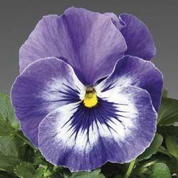 Pansy  'Delta Premium Marina'