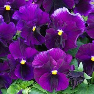 Pansy  'Fizzy Grape'