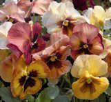 Pansy  'Mariposa Peach Shades'
