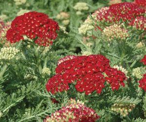 Achillea milliefolium 'Tutti Frutti Pomegranate'