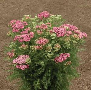 Achillea milliefolium 'Tutti Frutti Pink Grapefruit'