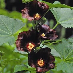 Alcea rosea 'Stoplight Black Knight'
