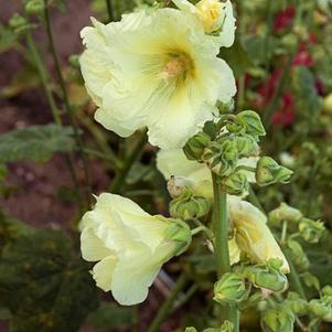 Alcea rosea 'Spotlight Sunshine' Alcea rosea 'Spotlight Sunshine'