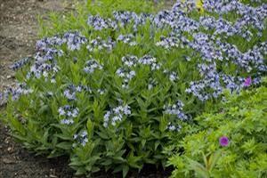 Amsonia tabernaemontana 