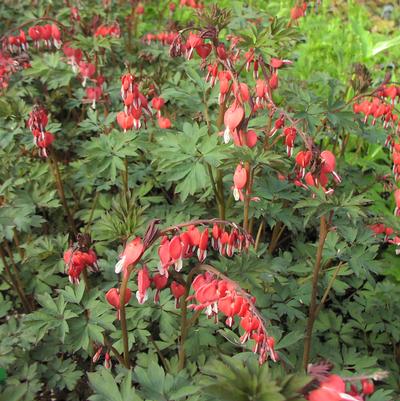 Dicentra spectabilis 'Valentine' Dicentra spectabilis 'Valentine'