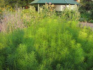 Amsonia hubrichtii
